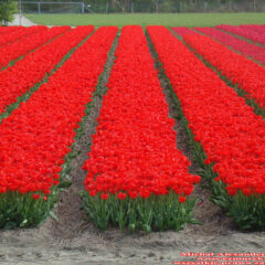tulipany (81)